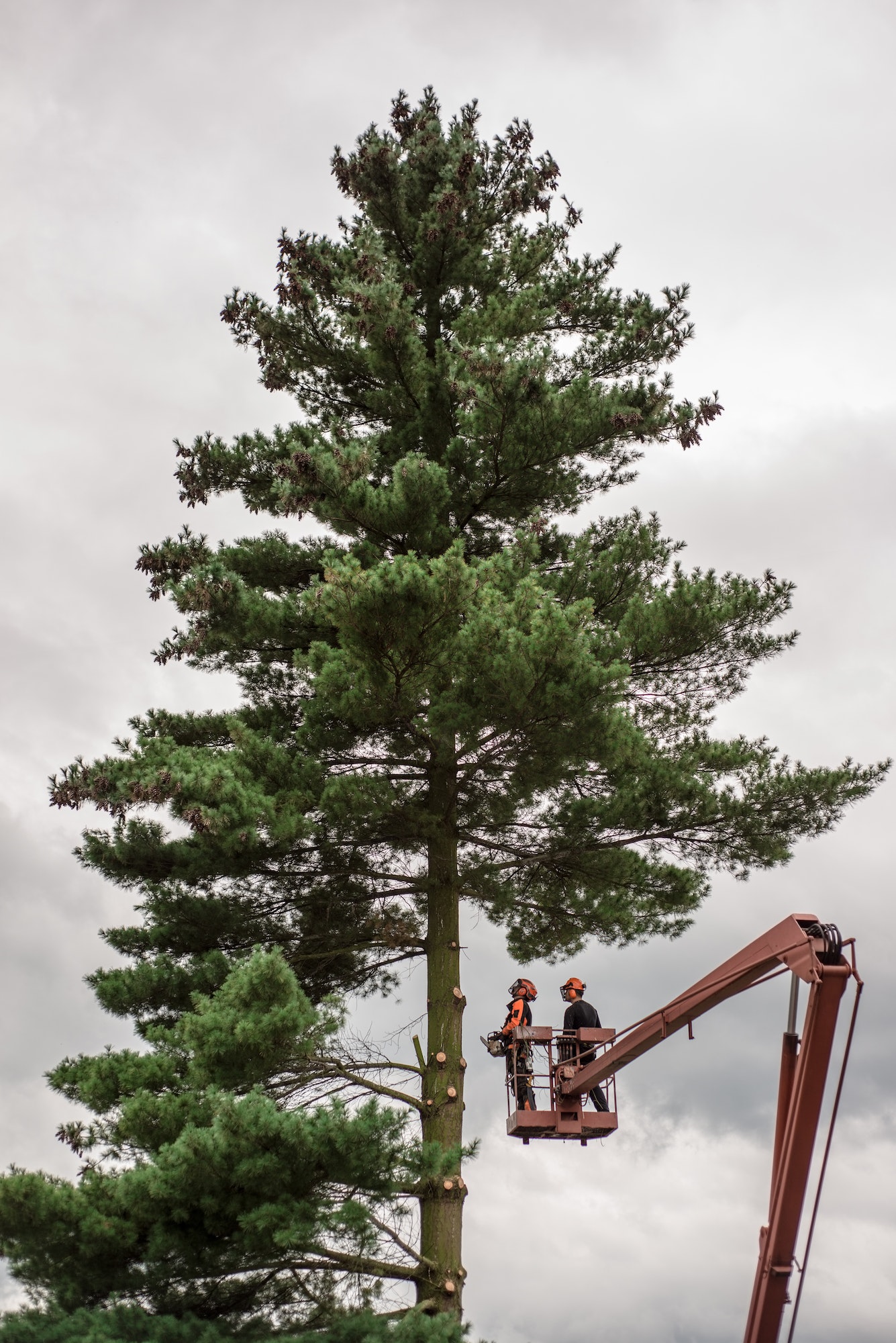 Arborist men with chainsaw and lifting platform cutting a tree