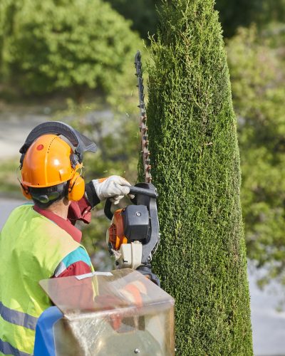 Gardener pruning a cypress tree with a chainsaw and a crane
