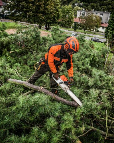 Lumberjack with chainsaw cutting a tree in town.