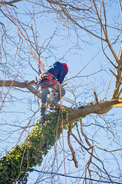 Tree service worker arborist pruning large branches and cutting down large maple tree with chainsaw
